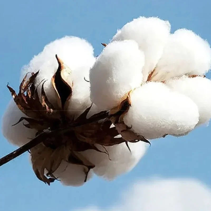 Shock Absorber JDM  T-shirt